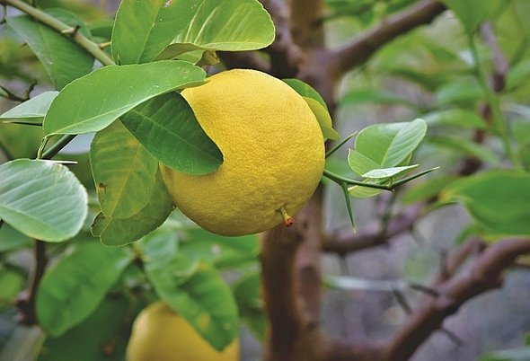 GREPOVNÍK – CITRUS xPARADISI GREPOVNÍK – CITRUS xPARADISI