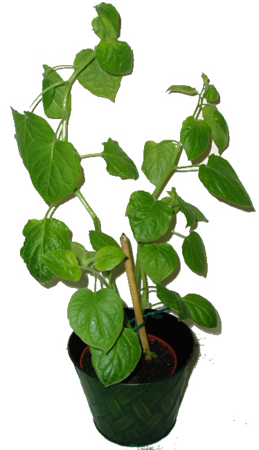 MOCHYNĚ PERUÁNSKÁ – PHYSALIS PERUVIANA MOCHYNĚ PERUÁNSKÁ – PHYSALIS PERUVIANA