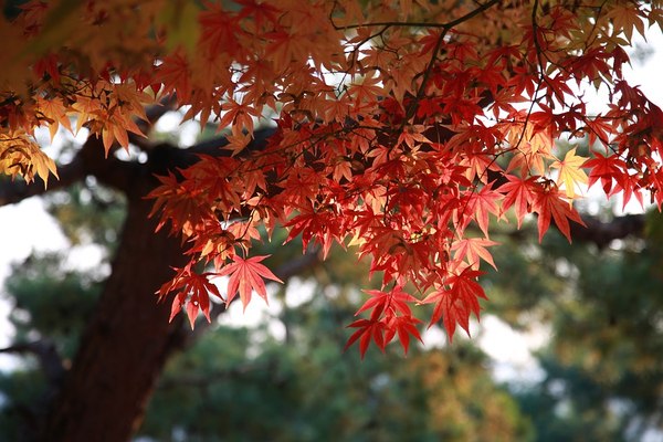 acer 4392723 960 720