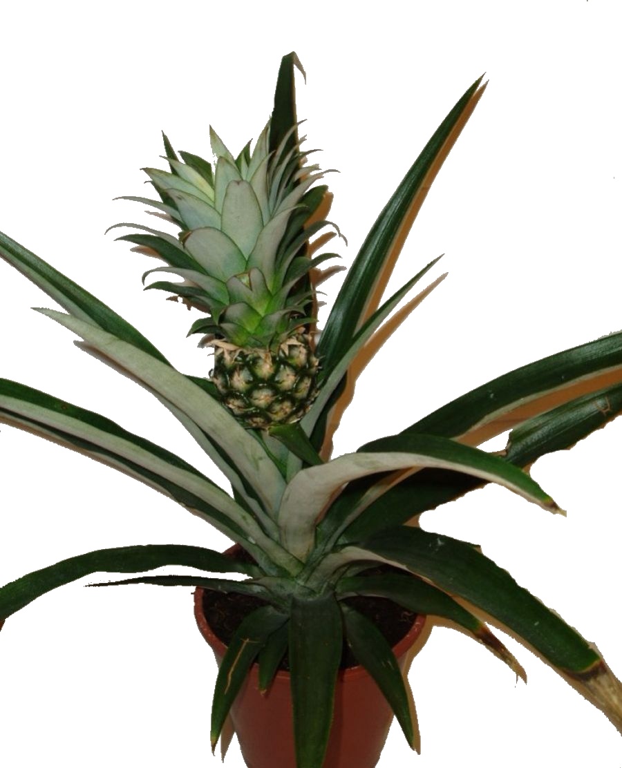 Ananas (ananasovník, Ananas comosus, Ananas fritzmuelleri, Ananas variegatus ananasovnik s velkym rostoucim plodem