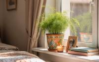 Asparagus - Chřest okrasný: Vzdušná elegance v zeleném hávu