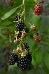 Ostružiník - Rubus 