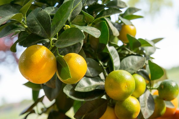 calamansi 2312164 960 720