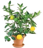 Citrus