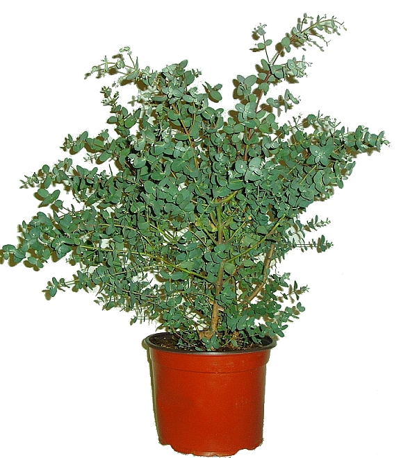 EUKALYPTUS - BLAHOVIČNÍK - EUCALYPTUS EUKALYPTUS - BLAHOVIČNÍK - EUCALYPTUS