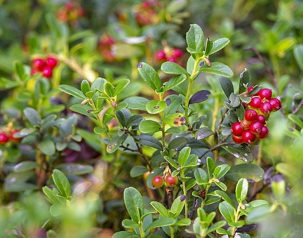 BRUSNICE BRUSINKA - VACCINIUM VITIS-IDAEA