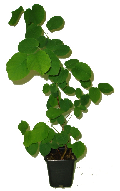 MUCHOVNÍK OLŠOLISTÝ - AMELANCHIER ALNIFOLIA MUCHOVNÍK OLŠOLISTÝ - AMELANCHIER ALNIFOLIA