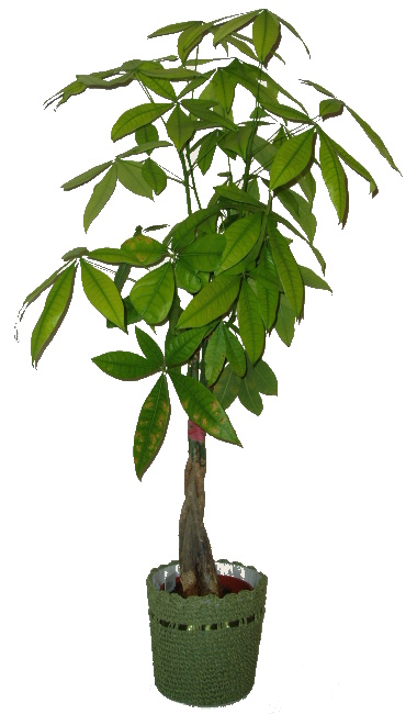 PACHIRA AQUATICA