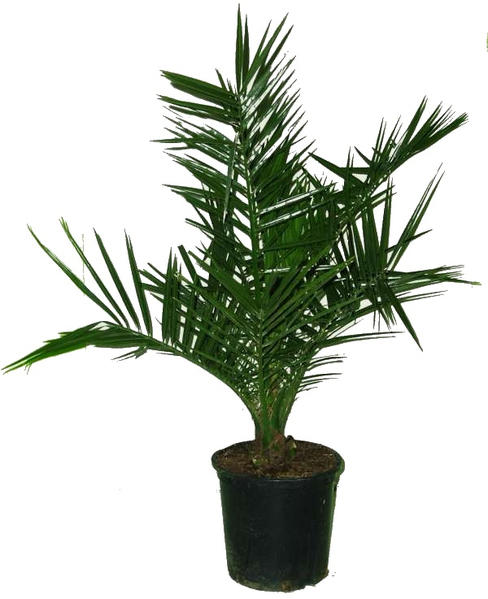 PALMA PHOENIX CANARIENSIS PALMA PHOENIX CANARIENSIS