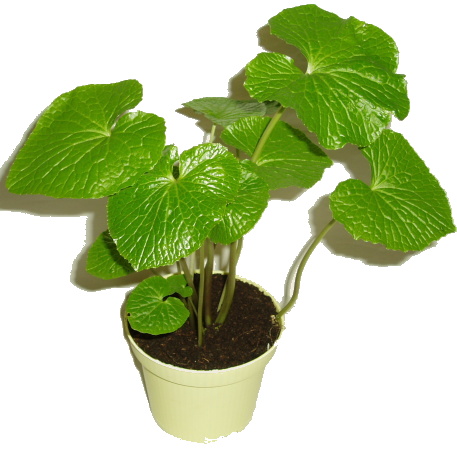 Wasabi - japonský křen
