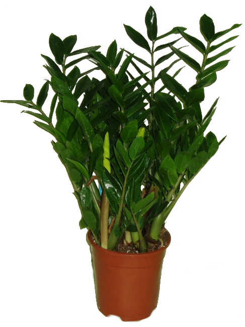 ZAMIOCULCAS ZAMIIFOLIA ZAMIOCULCAS ZAMIIFOLIA