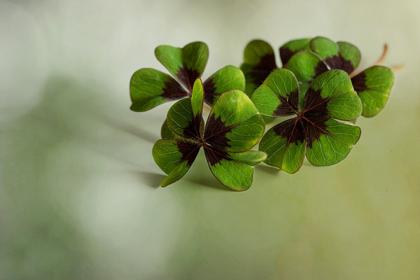 clovers 7685027 960 720