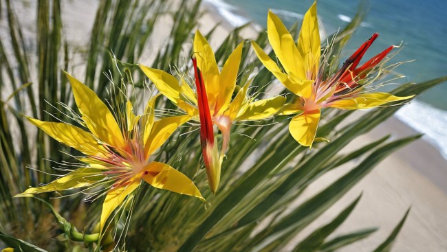 Divoká flora Divoká flora