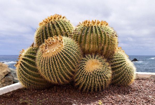 Echinokaktus Grusonův - Echinocactus Grusonii echinocactus12