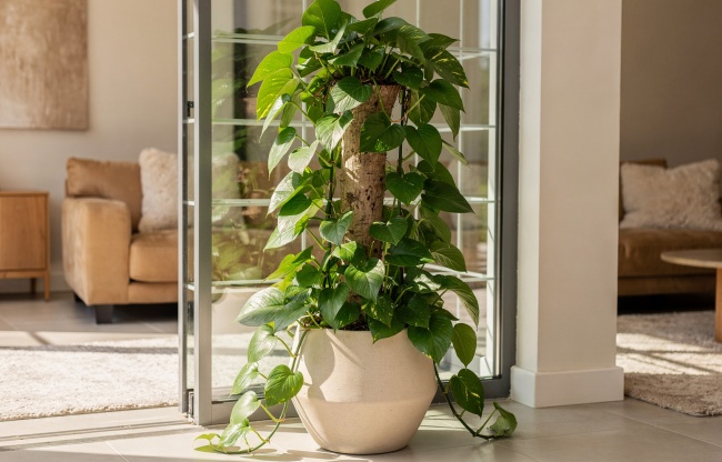 Epipremnum aureum - Pothos: Nesmrtelná liána pro každý domov Epipremnum aureum - Pothos: Nesmrtelná liána pro každý domov