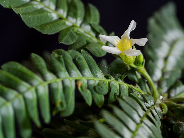 Biophytum sensitivum Biophytum sensitivum