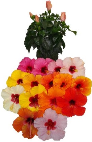 Ibišek ibisek hibiscus