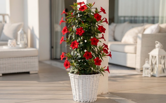 Mandevilla: Popínavá královna balkónu, která nikdy nepřestane kvést Mandevilla: Popínavá královna balkónu, která nikdy nepřestane kvést