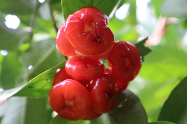 MARTEJ - EUGENIA MYRTIFOLIA