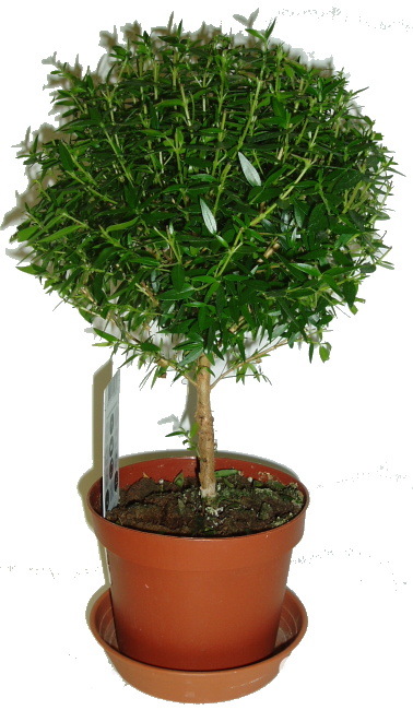 Myrta obecná (Myrtus communis) myrtus communis myrta obecna na kminku