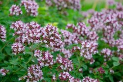 Oregano obecné - Origanum vulgare