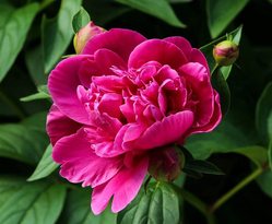 Pivoňka - Paeonia