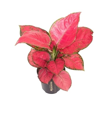 Aglaonema Red Joy