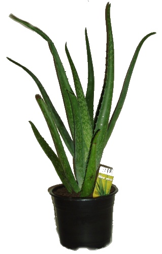 Aloe vera 3 letá - 2. jakost