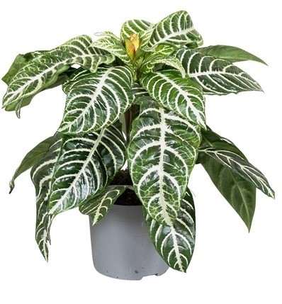 Aphelandra squarrosa 'Dania' - šafránová rostlina