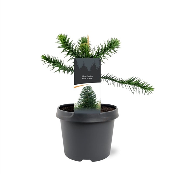 Araucaria araucana - blahočet chilský