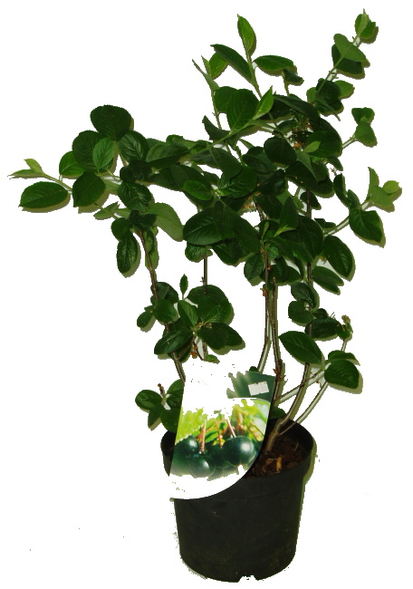 Aronia - černoplodec - prunifolia viking - černý jeřáb