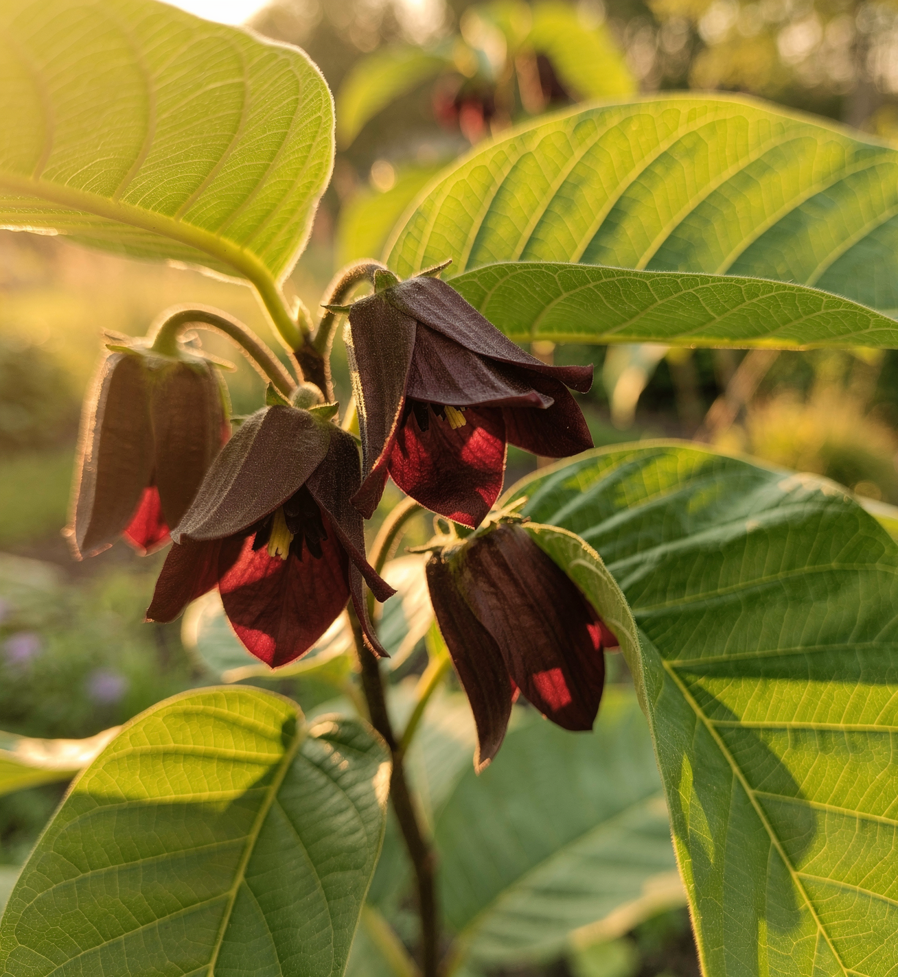 Asimina triloba - Pawpaw