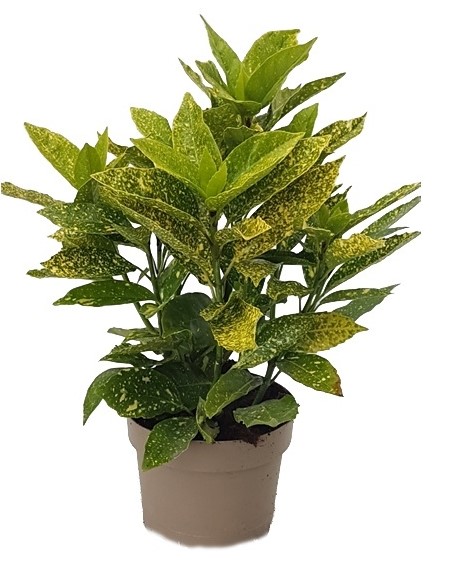 Aucuba japonica variegata - Japonský vavřín
