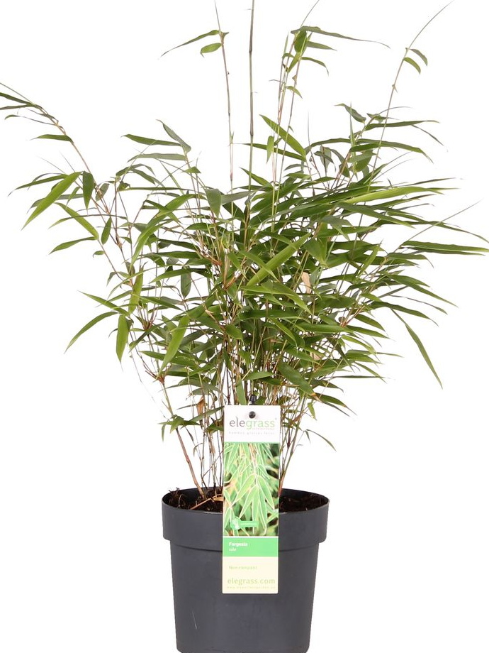 Bambus Fargesia Robusta