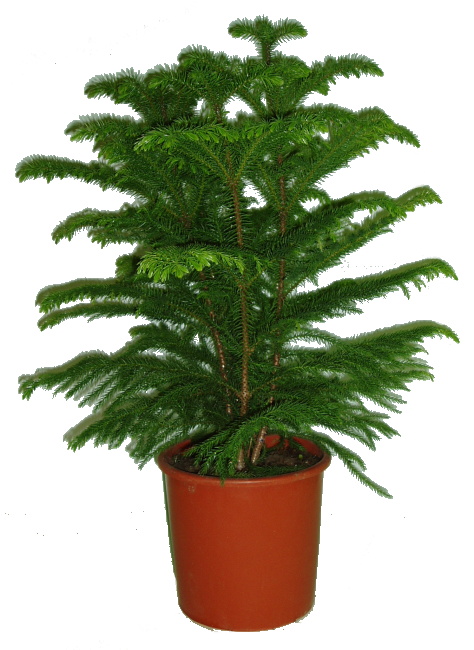Araucaria Heterophyla 120 cm