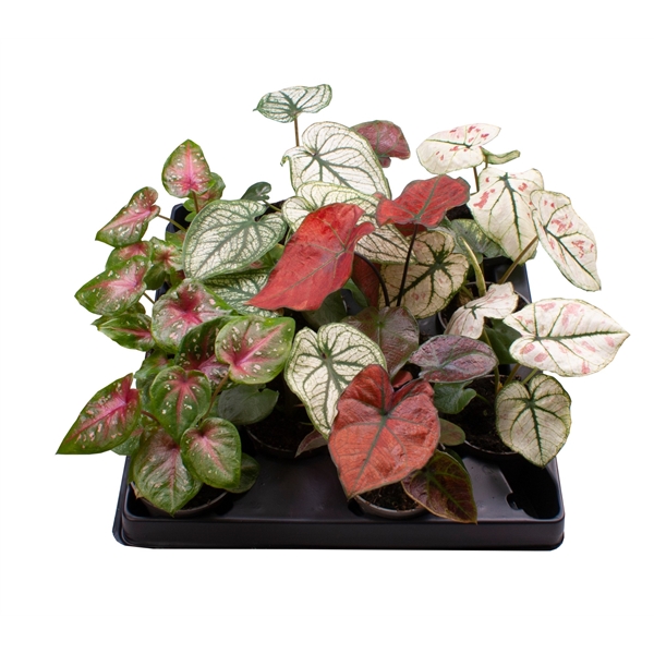 Caladium - Andělská křídla mix