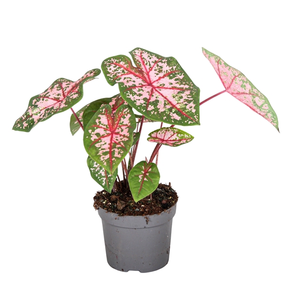Caladium - Andělská křídla mix