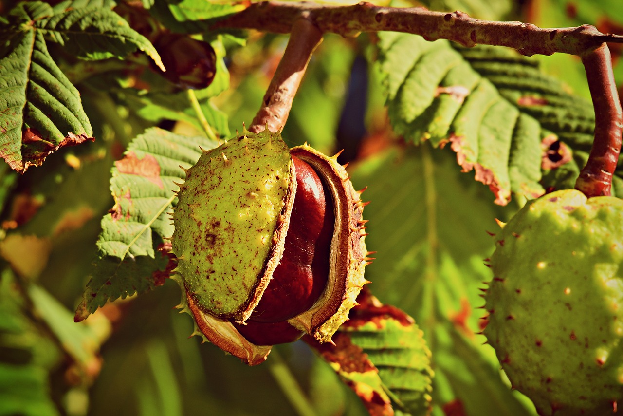 Castanea sativa - kaštanovník