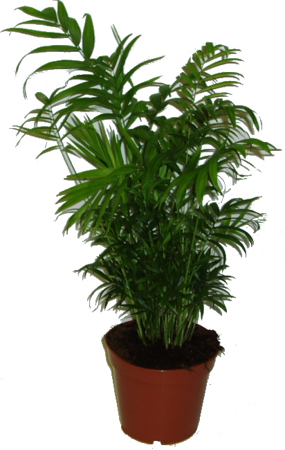 Chamaedorea elegans střední