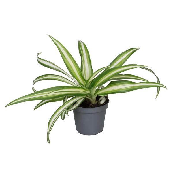 Chlorophytum comosum variegatum - zlatý pavoučinec