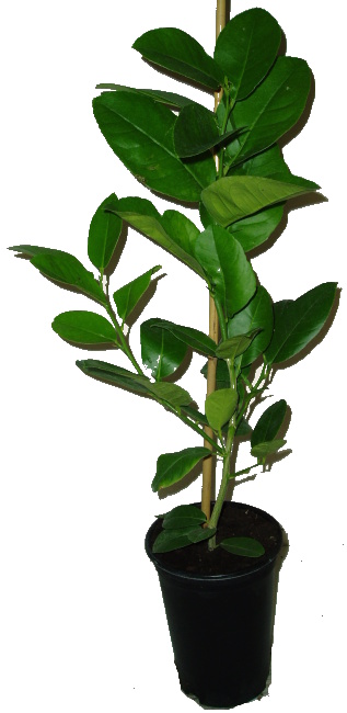 Citradia ''C.P.B. - 39'' - Poncirus