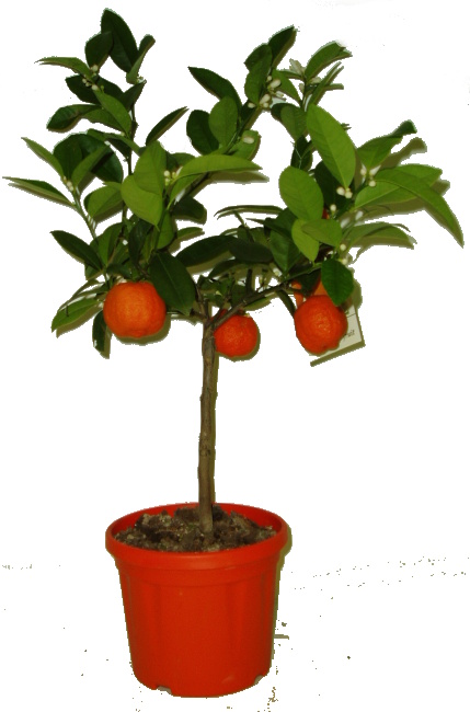 Citroník Rangpur fruit - červená limeta RARITA