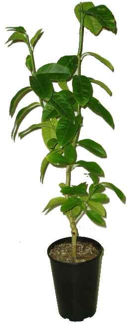 Citrus aurantifolia (Christm.) Swing. 