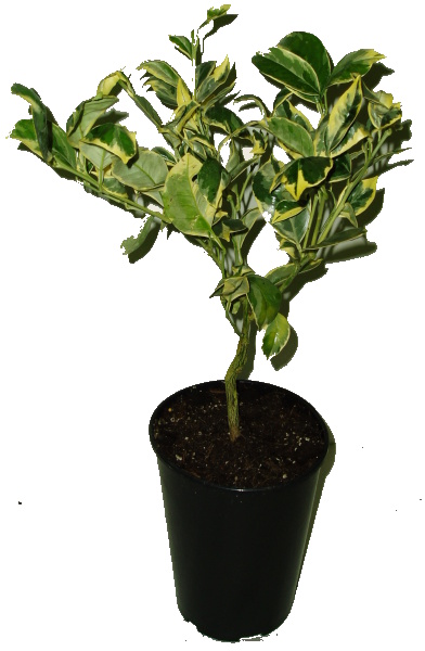 Citrus aurantium 