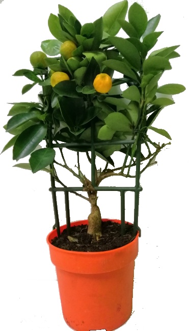 Citrus Calamondin na mřížce premium kvality