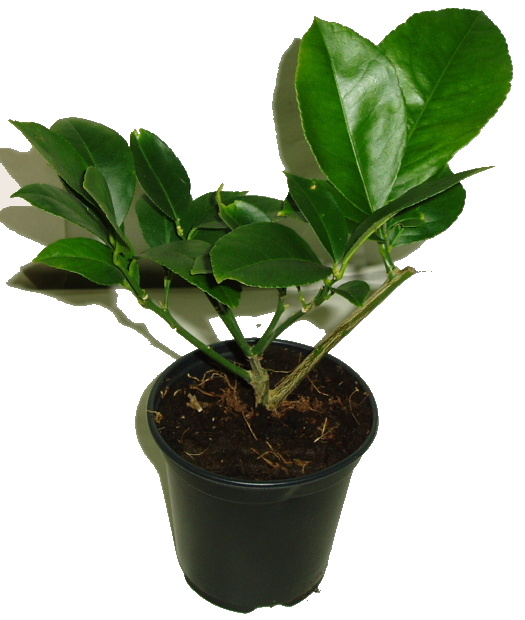 Citrus lemon AKCE