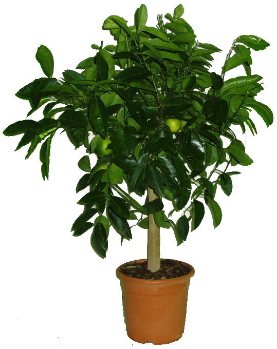 Citrus Limeta - Limette aurantifolia zelená werde