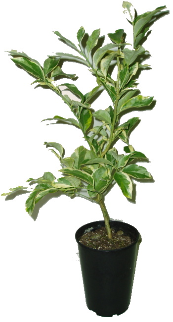 Citrus macrophylla 