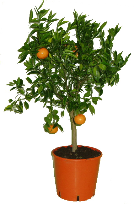 Citrus střední Mandarino cleopatra 2.jakost