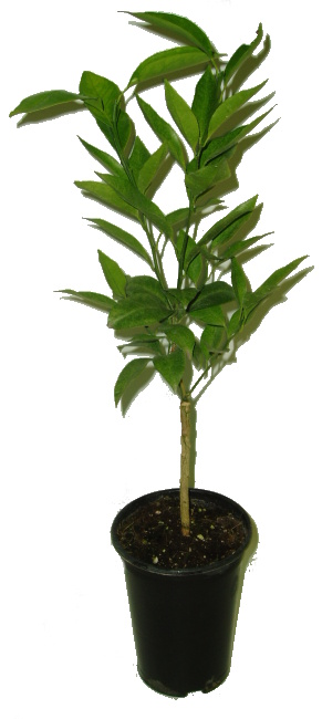 Citrus unshiu ''SAIGON SRA 29''